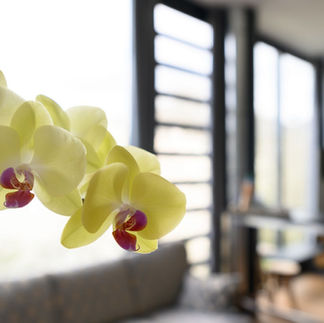 Orchidee vor Panoramafenstern im Fotostudio Heppenheim an der Bergstraße – Loft-Atmosphäre bei Fotografenmeisterin Annette Stier, Bensheim