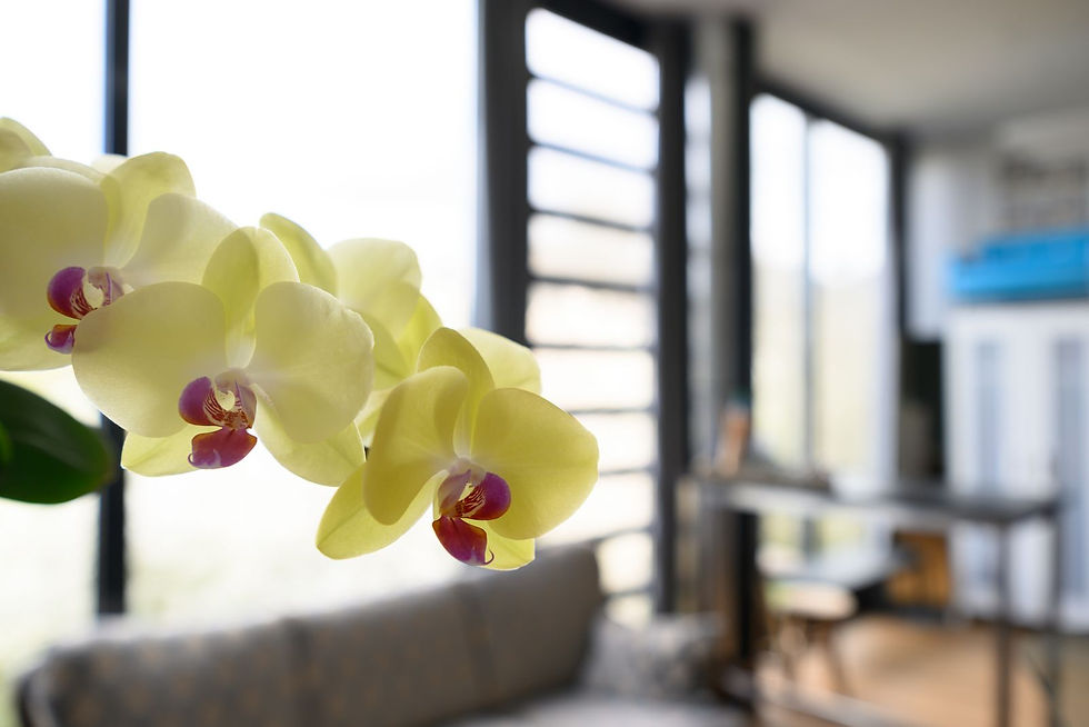 Orchidee im Fotostudio für Heppenheim an der Bergstraße – Wohlfühlatmosphäre im Loft-Studio Annette Stier Bensheim