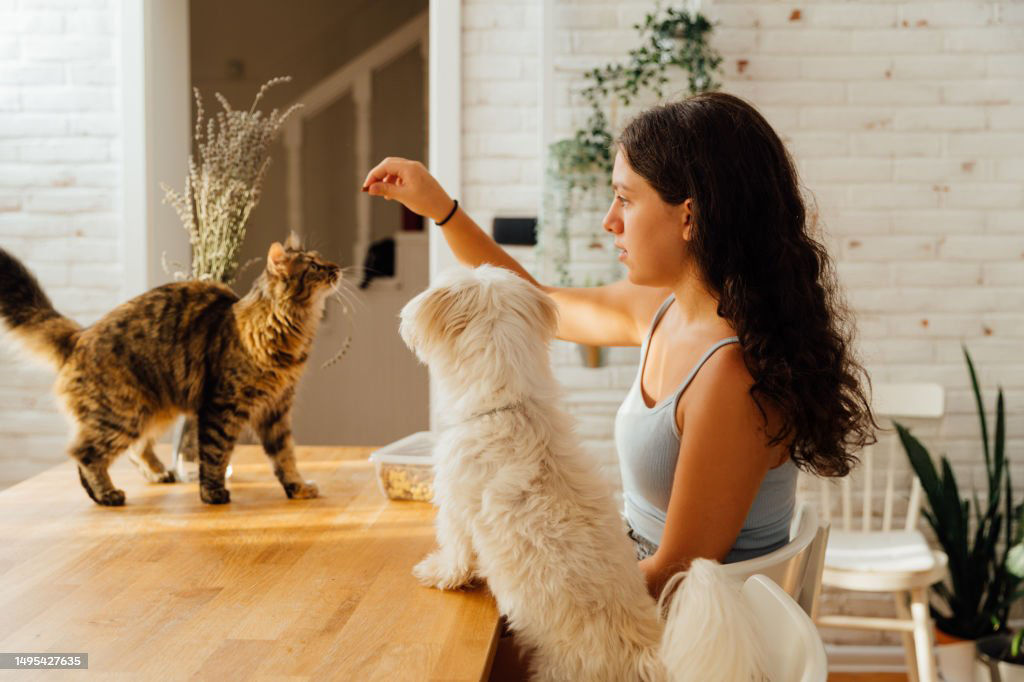 Service de pet sitter chien et chat