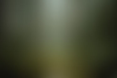 A child embraces "Friluftsliv," wandering through a serene, misty forest.