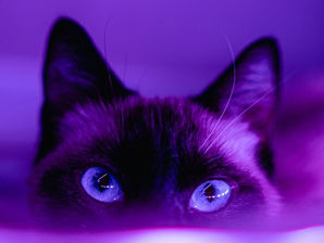 Foto violeta de un gato mirando