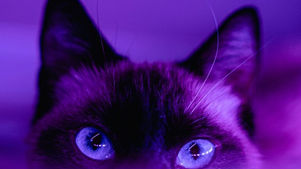 Foto violeta de un gato mirando