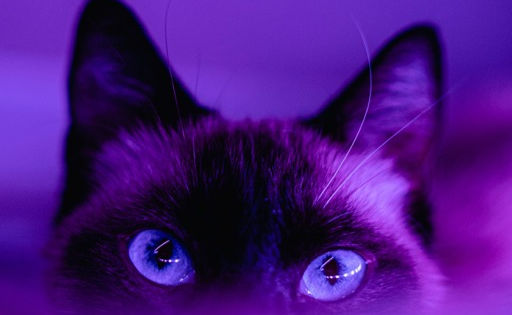 Foto violeta de un gato mirando