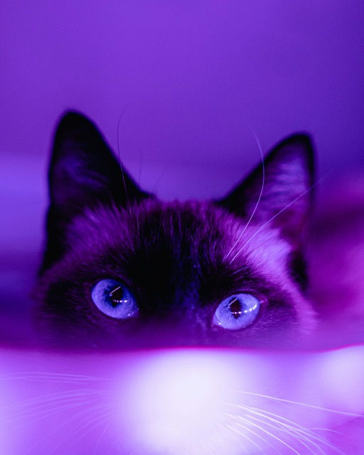 Foto violeta de un gato mirando
