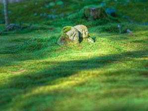 bustos de piedra cariñosas en césped verde