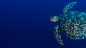 Color Azul Marino: significado simbólico (profundidad y estabilidad)