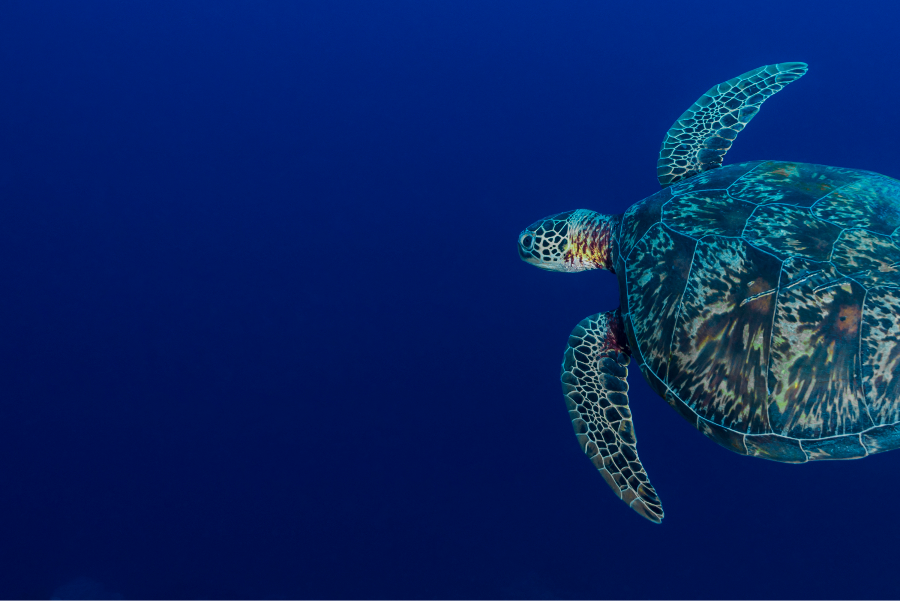 Color Azul Marino: significado simbólico (profundidad y estabilidad)