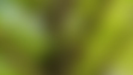 Elemento Madera: significado simbólico (crecimiento y renovación)