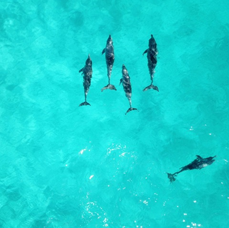 Delfines nadando en mar azul turquesa