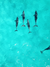 Delfines nadando en agua turquesa