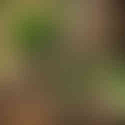 Cuatro imágenes de diferentes puntos de vista del mismo árbol.