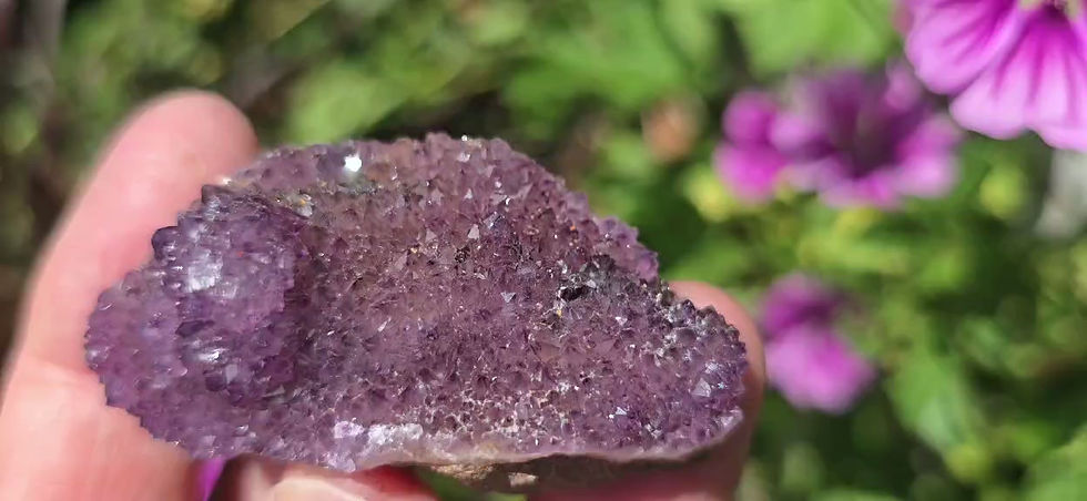 Miniature : Jolie Améthyste violette de la mine Diamond Willow Amethyst