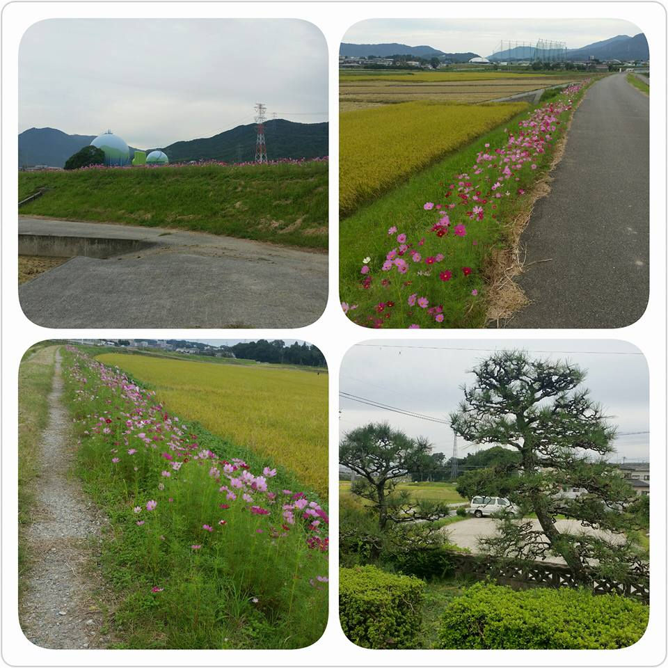 今年から🔰の取り組み❗山口川沿いのコスモス‼ようやく開花😁