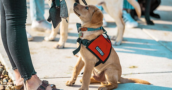 service-dog-puppy-1200-628-facebook-1200x628 (1).jpg
