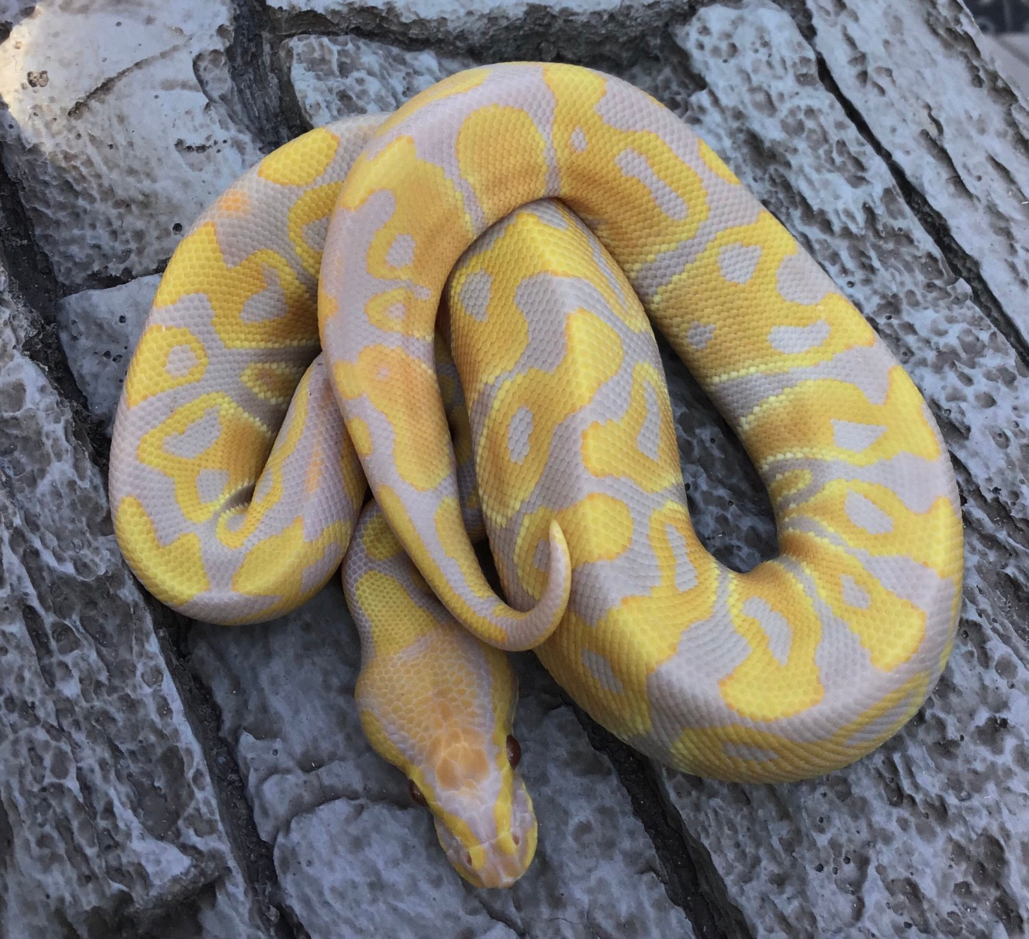 Pure Candy Male Ball Python