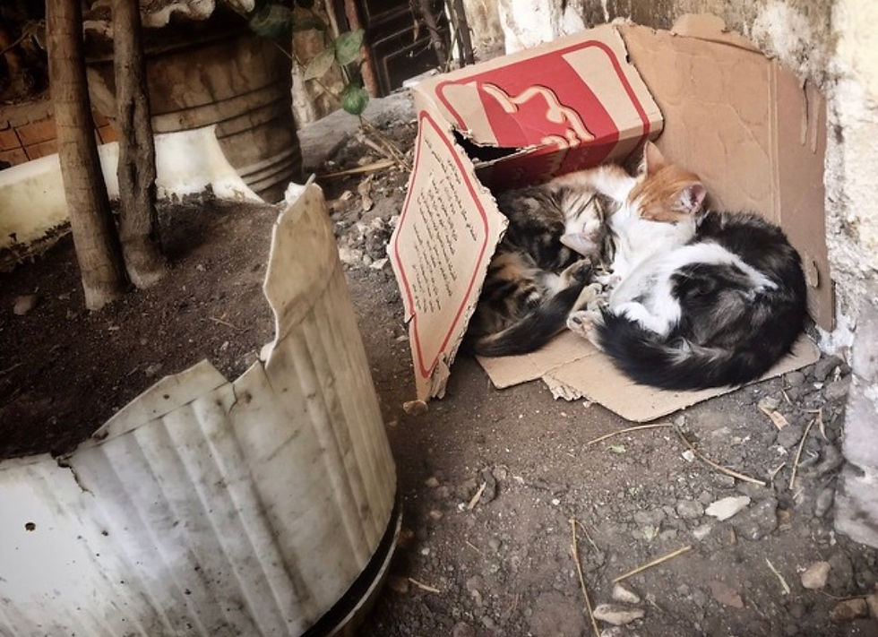 a bunch of street kittens sleeping in a cardboard box