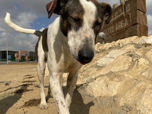 The Five Freedoms: What They Really Mean for Egypt's Street Animals