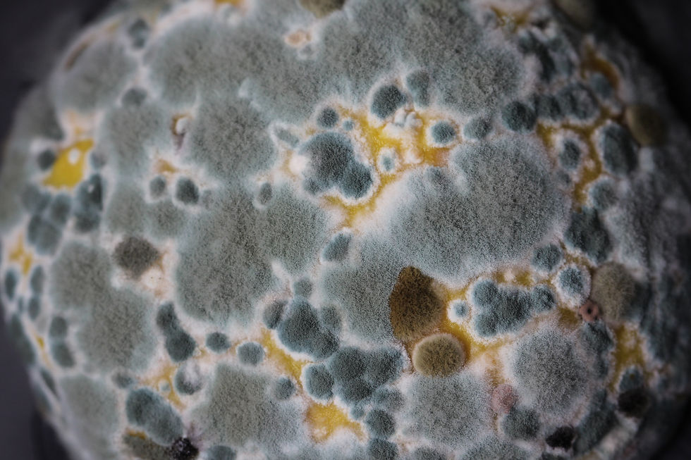 green mold