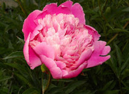173531-mavr.jpg