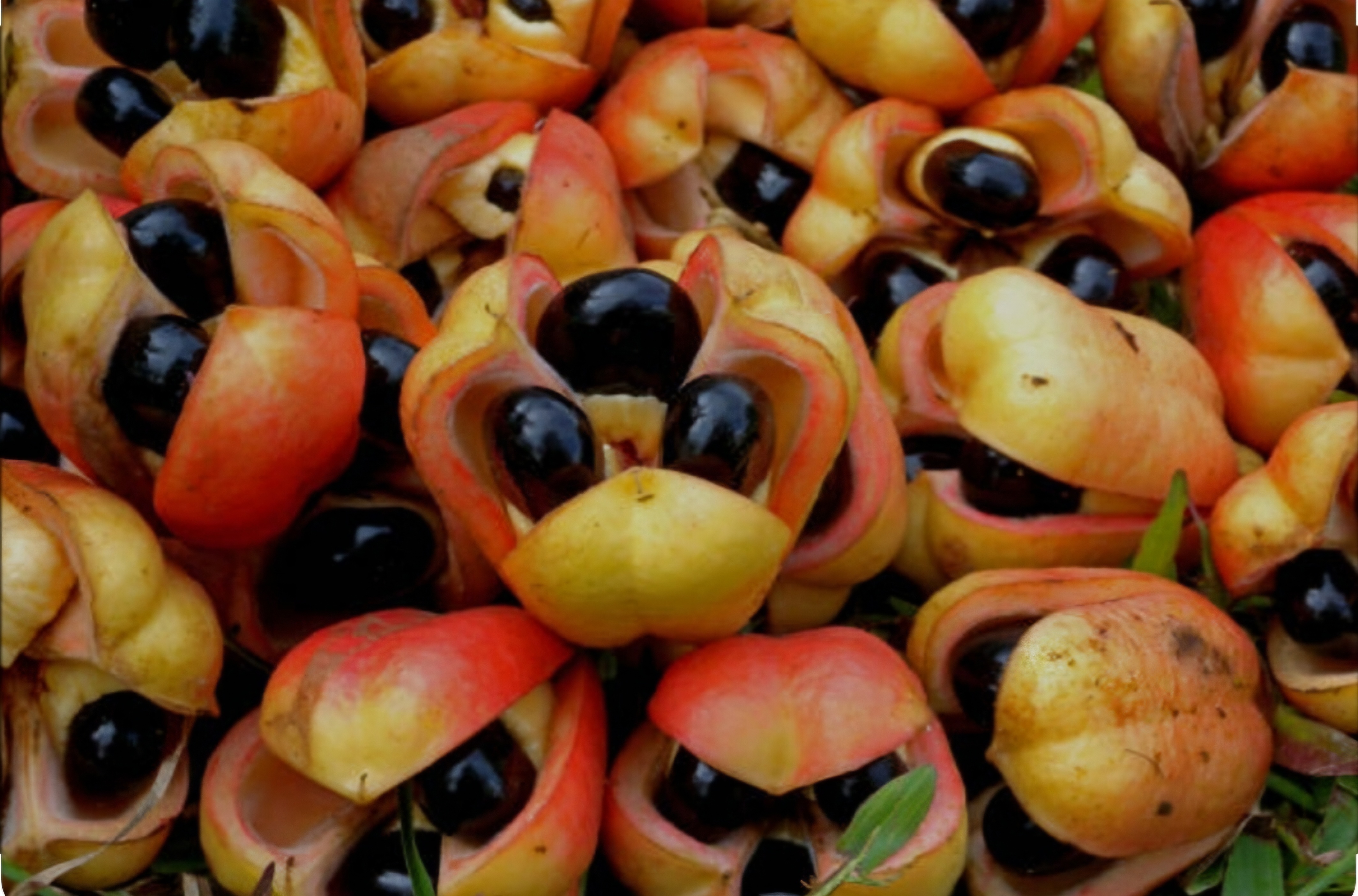 Ackee and Saltfish