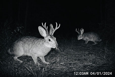 Originally thought to be hoax, the first images of Jackalopes in this small town were captured in 2024.