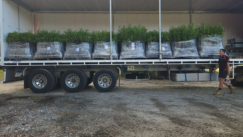 Thumbnail: Grafted Macadamia Seedling in 3L Air-pruned Biodegradable Pots