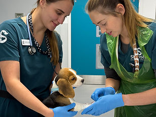 Night Veterinary Care Assistant