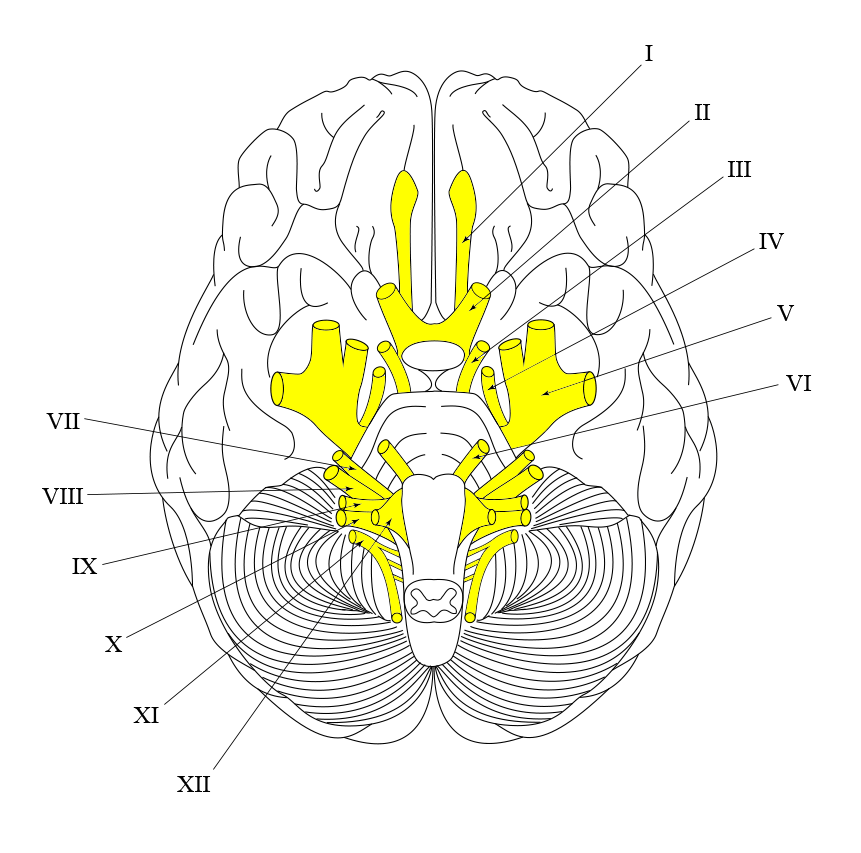 Brain-underside.gif