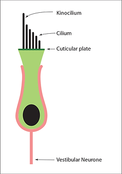 Hair cell of the inner ear