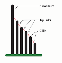Cilia and kinocilium