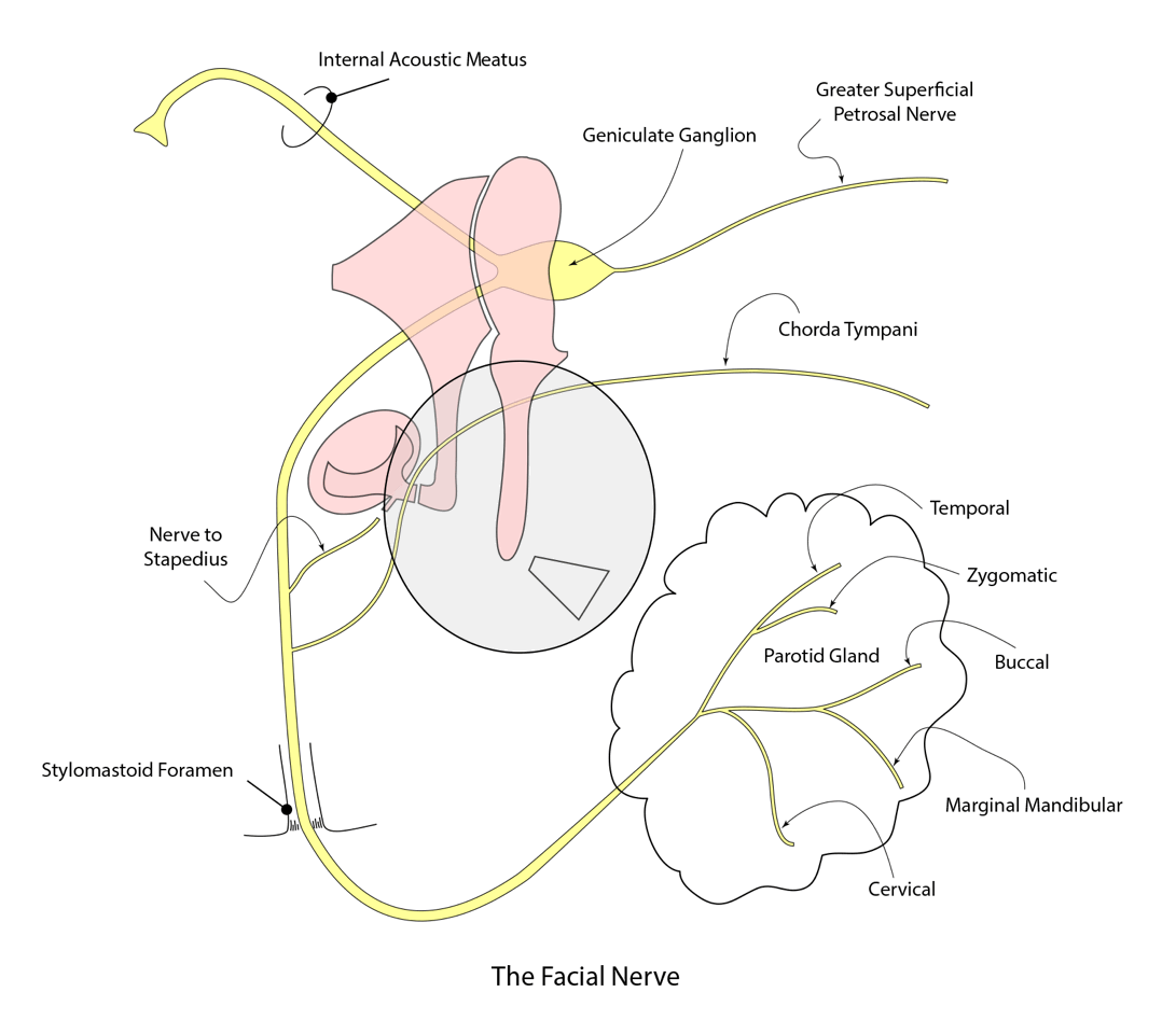 Facial-nerve-LMN.gif