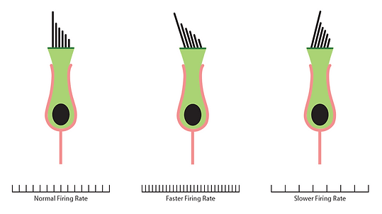 Hair cells of the inner ear