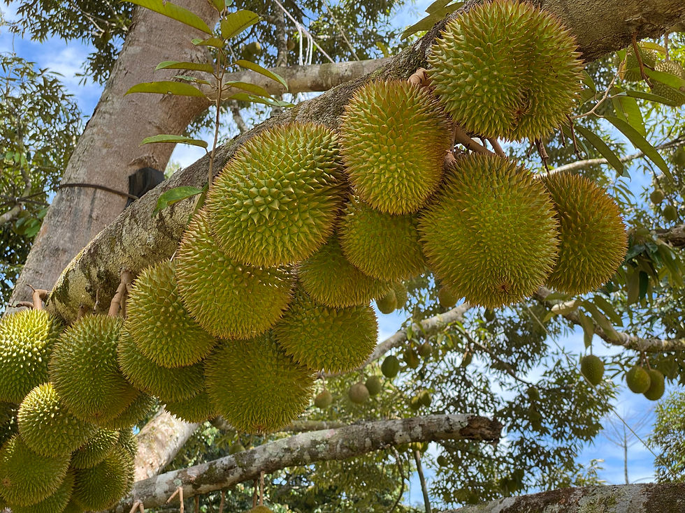 Durian 4.jpg