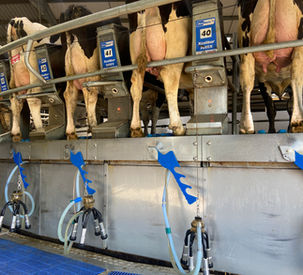 Lactalign on a BouMatic 72 point Rotary