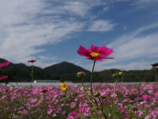 DSC03293.jpg