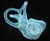 Bases Anatomicas4.jpg