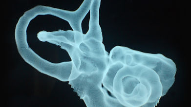 Bases Anatomicas4.jpg