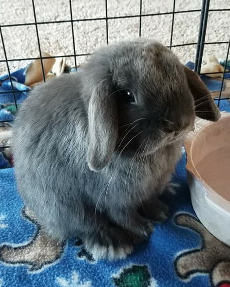 Loki was born at Three Feathers Blue