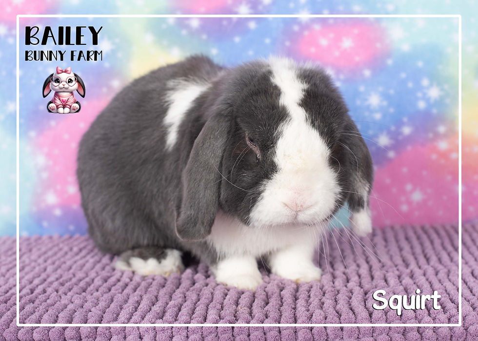 Squirt is available!