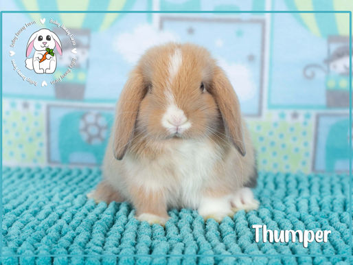 Thumper & Butterscotch