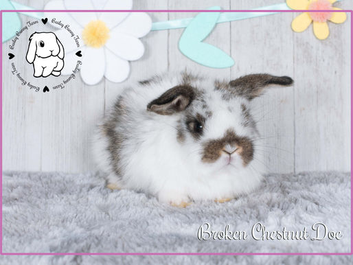 Piper and R2's babies