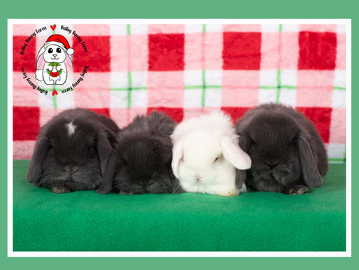 Baby Update 12.07.23