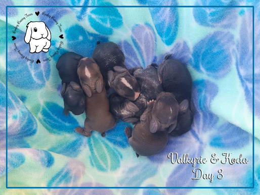 Valkyrie's littles...