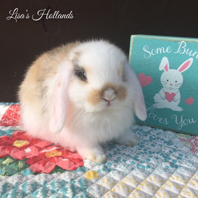 Thor was born at Lisa's Hollands in WV