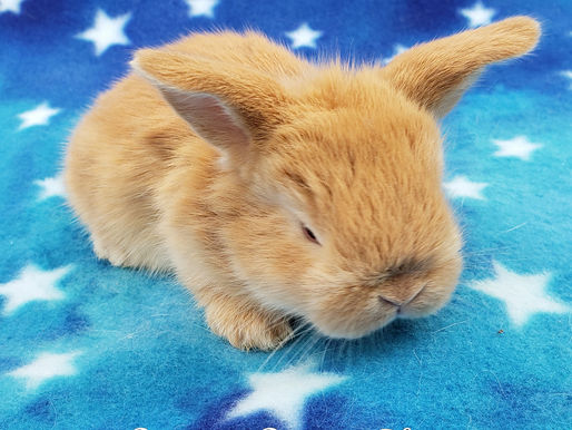 They grow so fast!