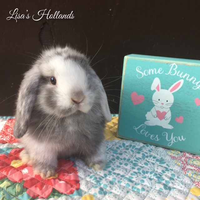 Valkyrie was born at Lisa's Hollands in WV