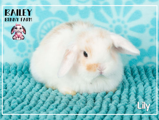 Baby Update 02.17.2026