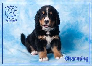 Charming0902a.jpg