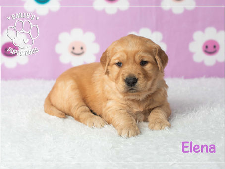 Puppy Update 09.08