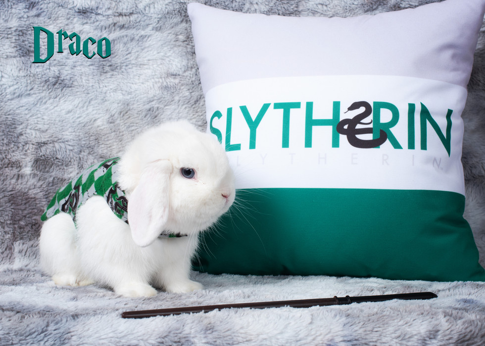 Draco was born at Smith's